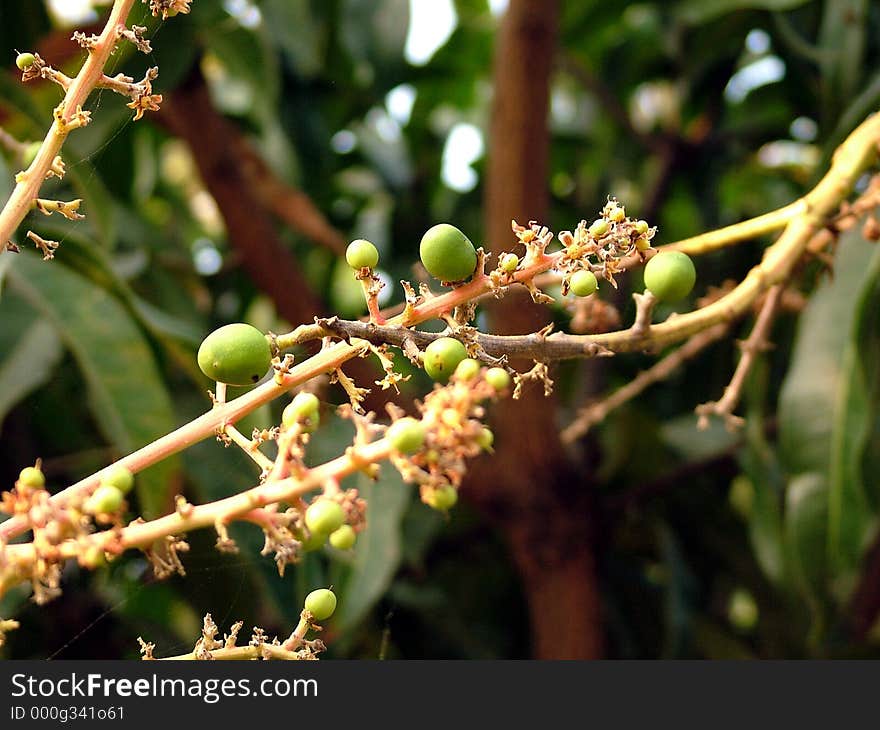 Mango bunch, mangos, tropical, tree, receptacle, fruit, flowers, food, nature, sweet, flavor, beta-carotene, vitamin-c, fiber, India, king-of-fruit, bunch