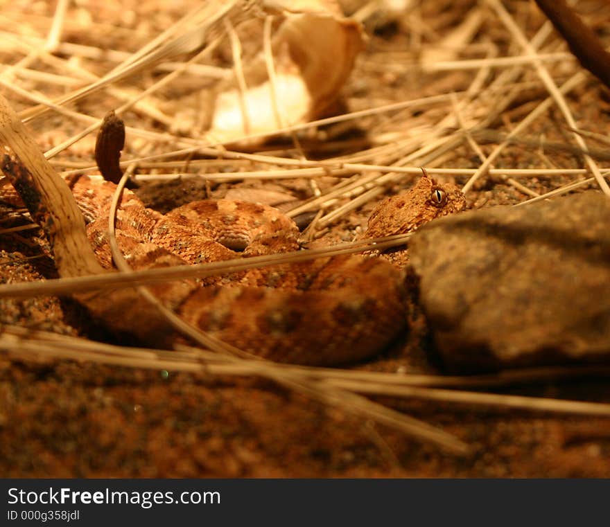 Puff Adder