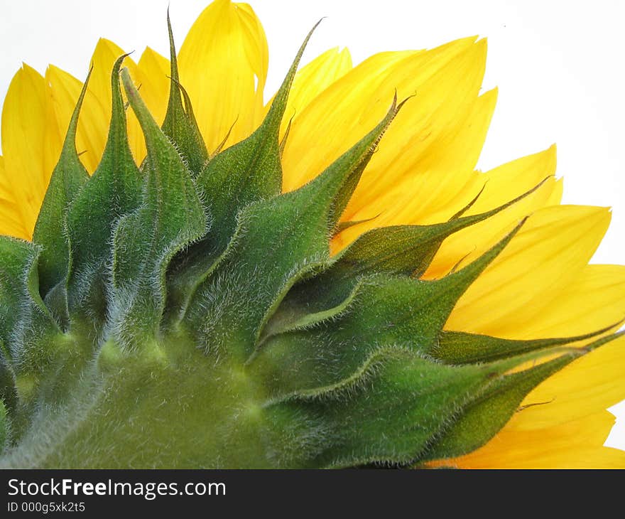 Backside of sunflower against white background. Backside of sunflower against white background