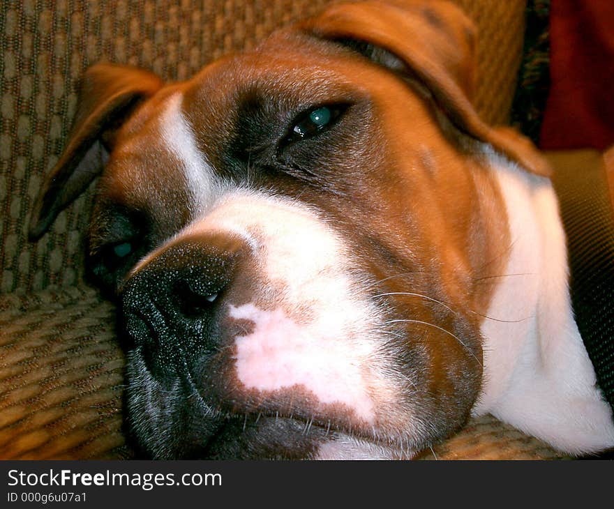 Close up of Boxer laying on couch. Close up of Boxer laying on couch.