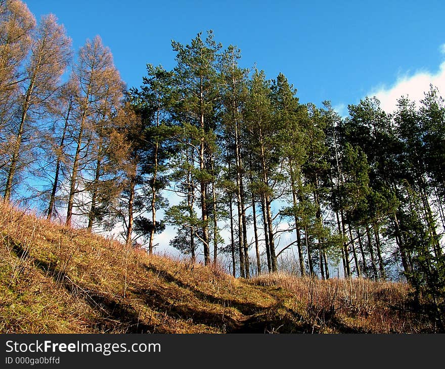 Forest to up, winter time. Forest to up, winter time