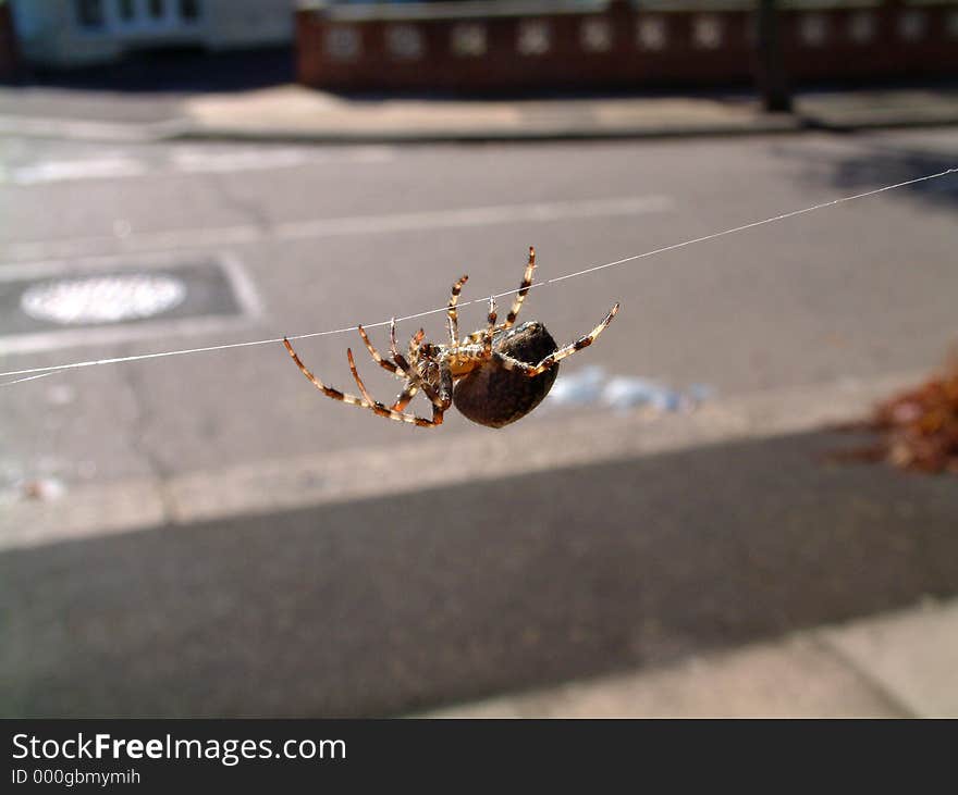 Spider On Web 2