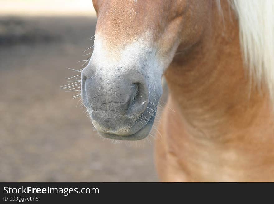 Mouth of a horse. Mouth of a horse