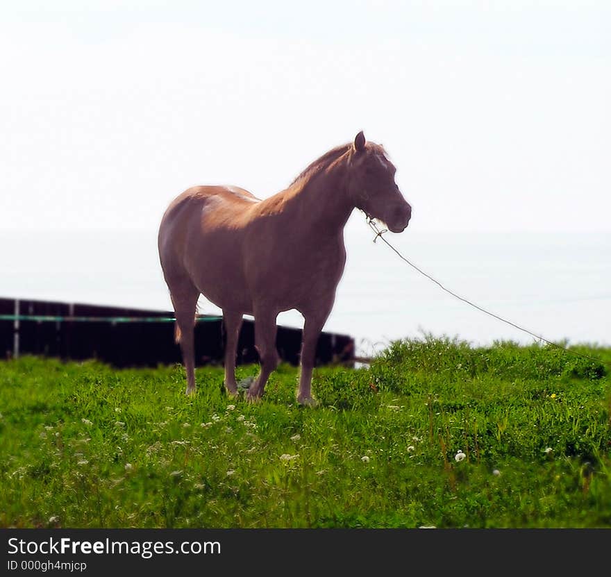 Profile of an horse at dawn. Profile of an horse at dawn