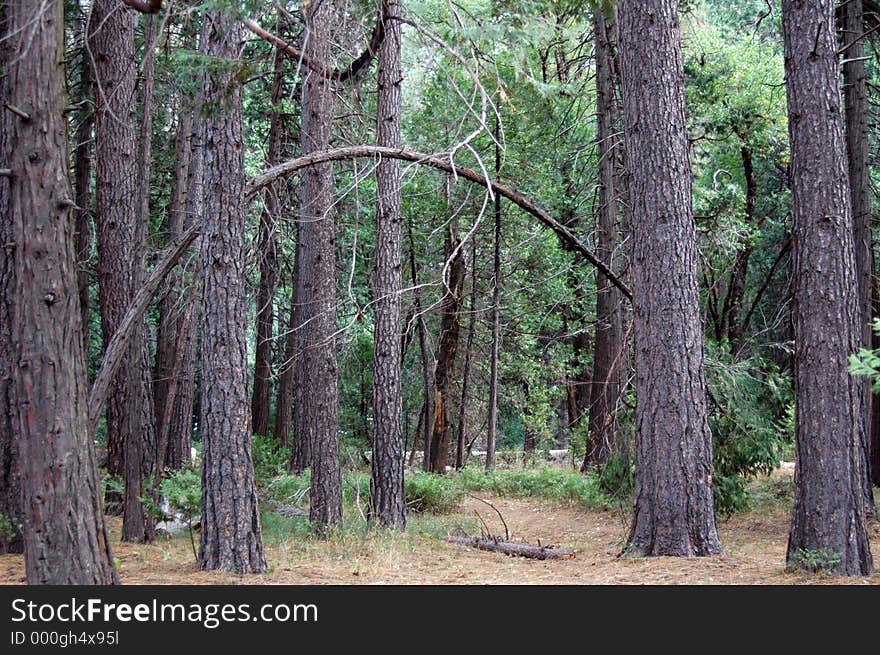 Taken Y osemiete National Park,California. Taken Y osemiete National Park,California