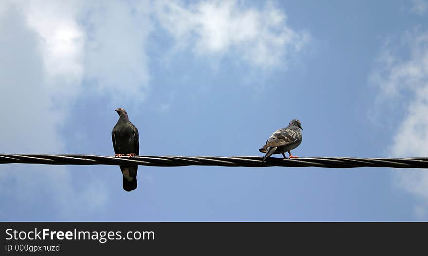 Pigeons sitting on wire. Pigeons sitting on wire.
