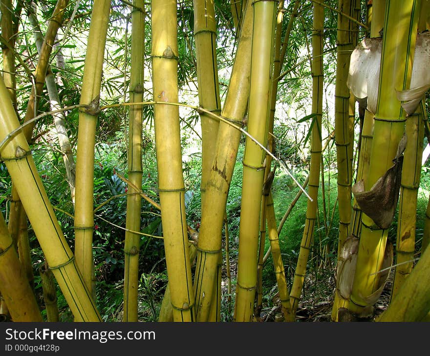 Bamboo