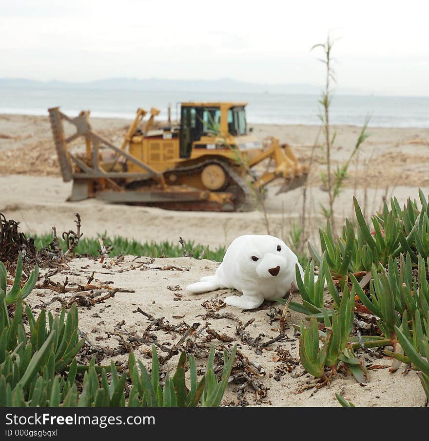 Beach with seal and tractor