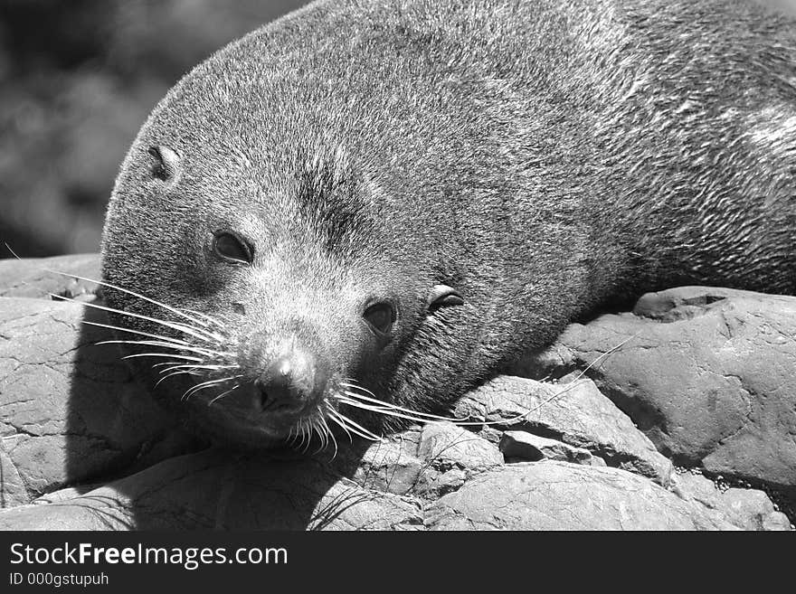 New Zealand Fur Seal