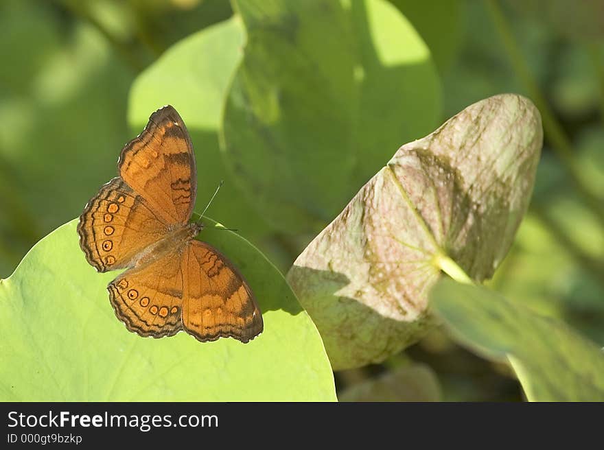 Buttefly on lotus leaf. Buttefly on lotus leaf