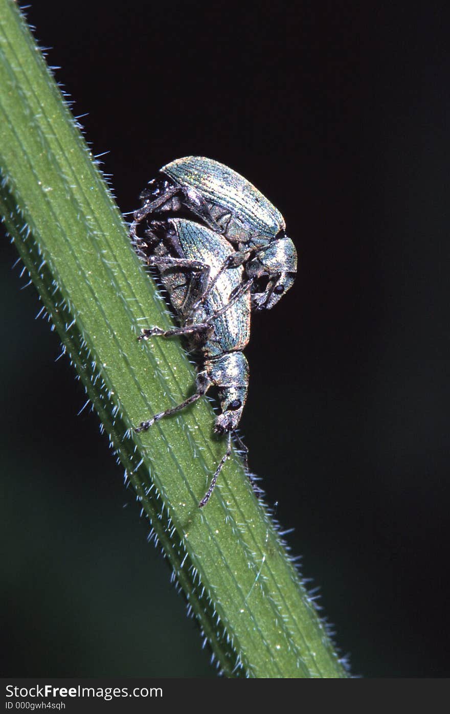 Loving Beetles