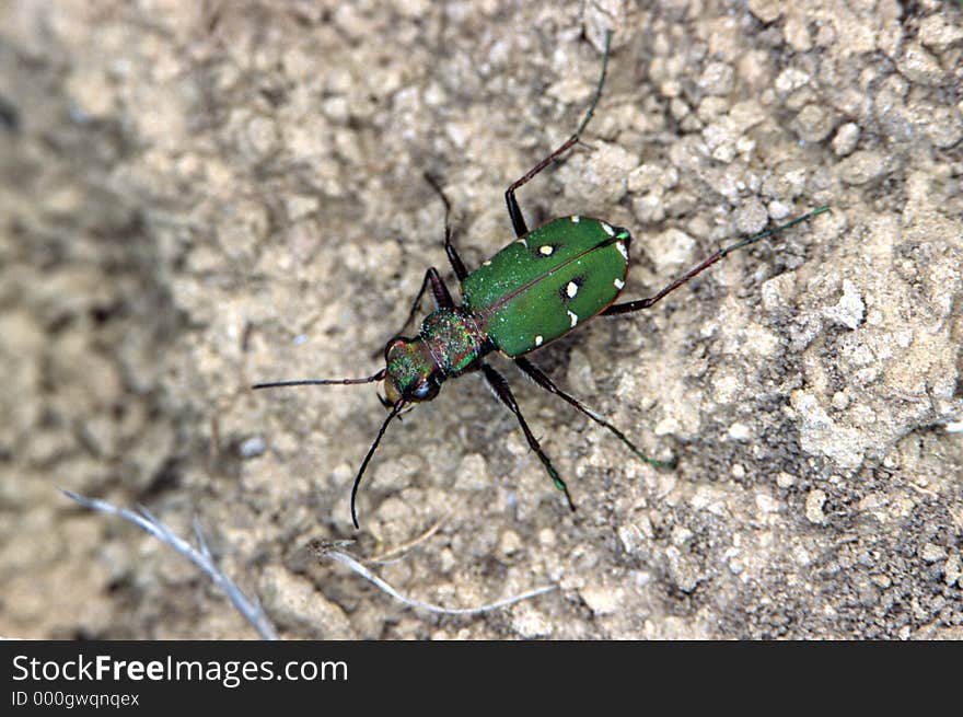 Green Ground Beetle