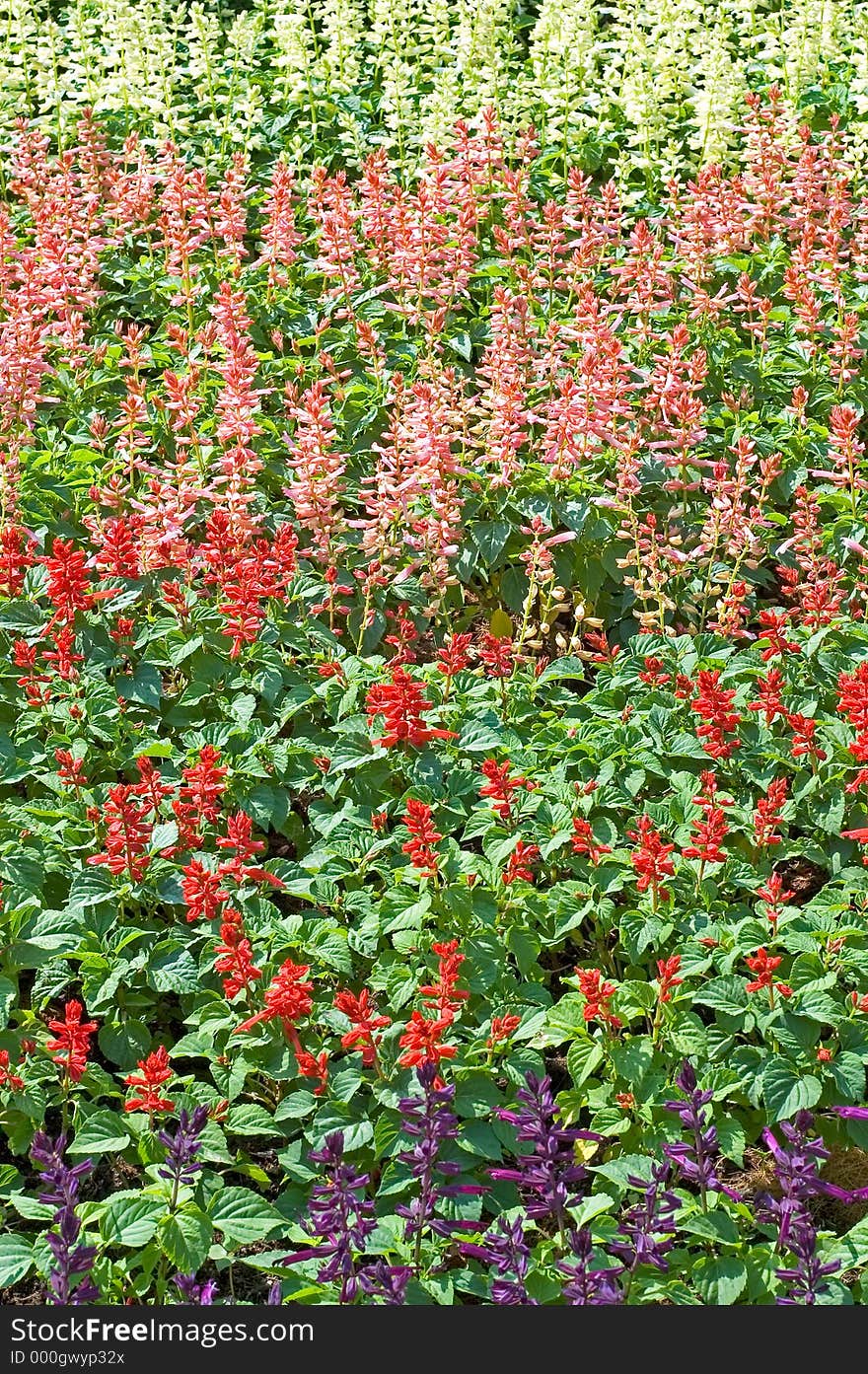 A flowerbed of purple, red, pink and white. A flowerbed of purple, red, pink and white