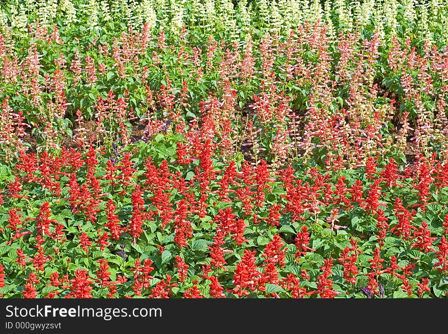 A flowerbed of red, pink and white