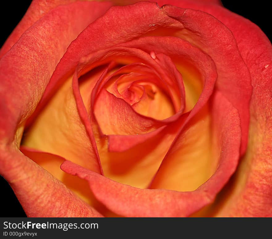 Orange and Red Rose - Close up particually open.