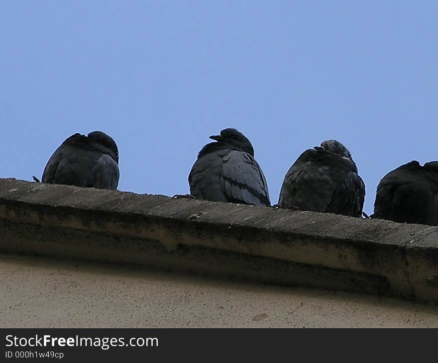 Pigeons sleeping on a wall