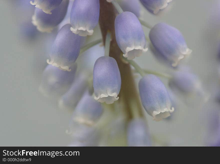 Soft closeup of crape Hyacinth