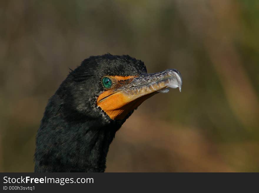 Double-crested Cormorant on the Anhinga Trail in the Everglades National Park.