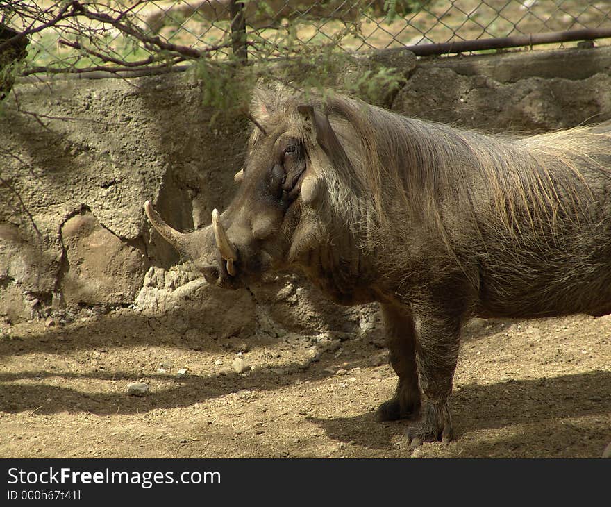 Wild boar, zoo