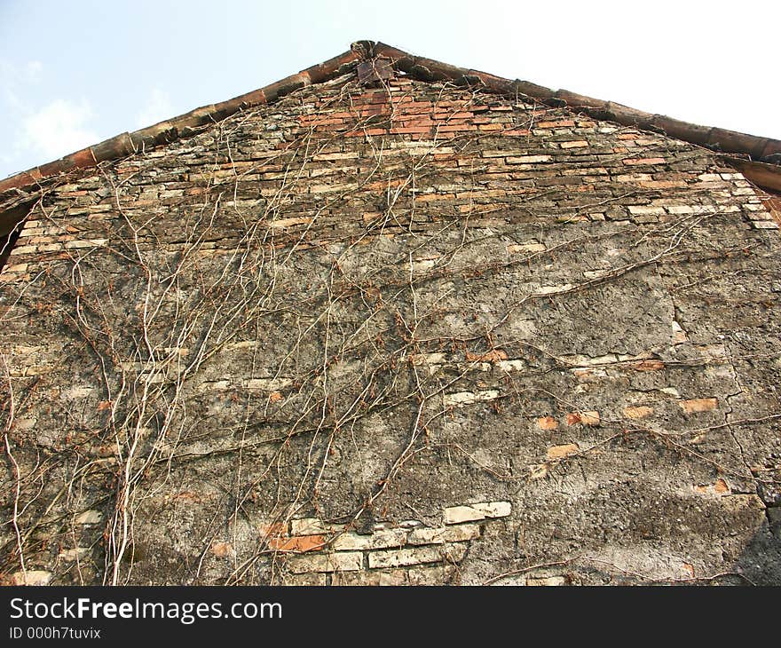 Old barn wall with vine