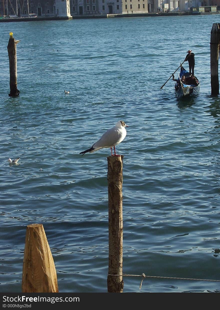 A seagull rest in Venice. A seagull rest in Venice