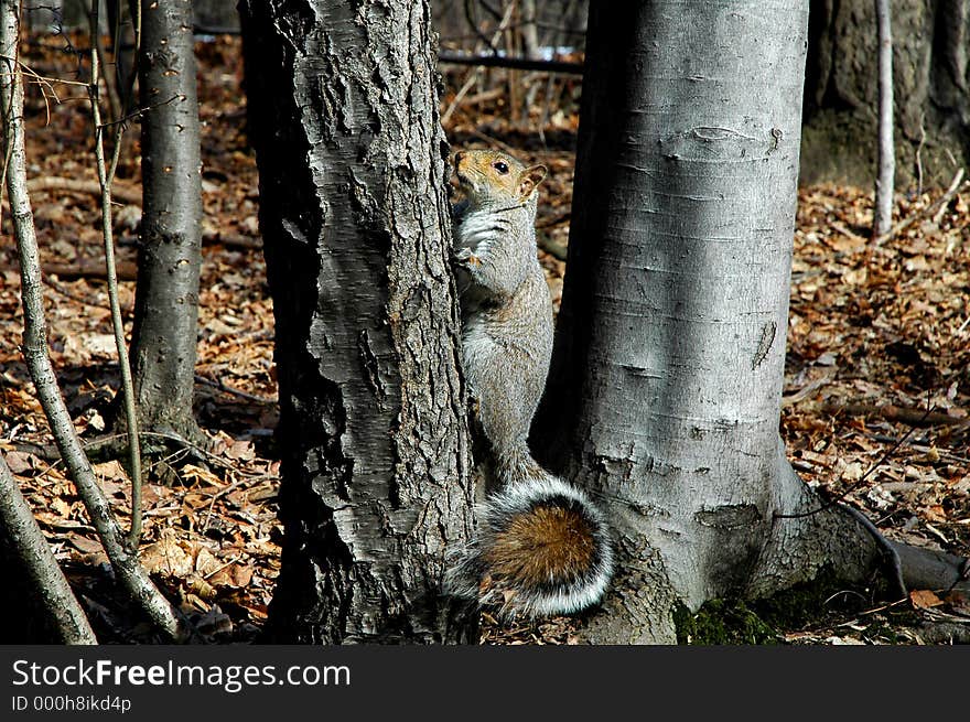 Squirrel up the tree in Central Park