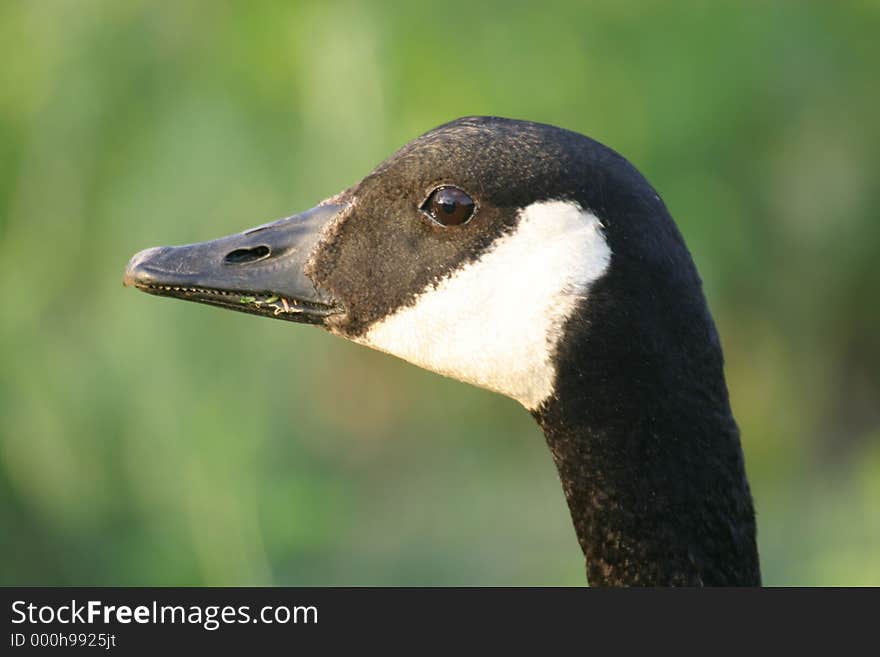 Canada Goose Head Closeup