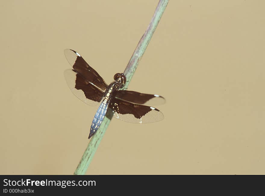 Colorful Dragonfly