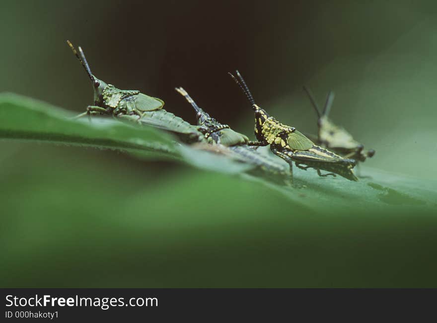 Grasshoppers aligned on a leaf