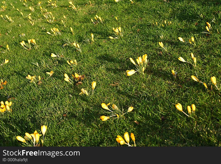 Crocus field