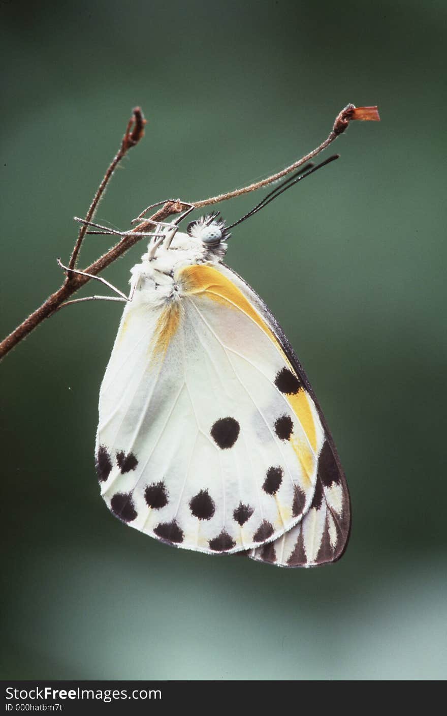 Sudan Caper White (Belenois sudanensis). Sudan Caper White (Belenois sudanensis)