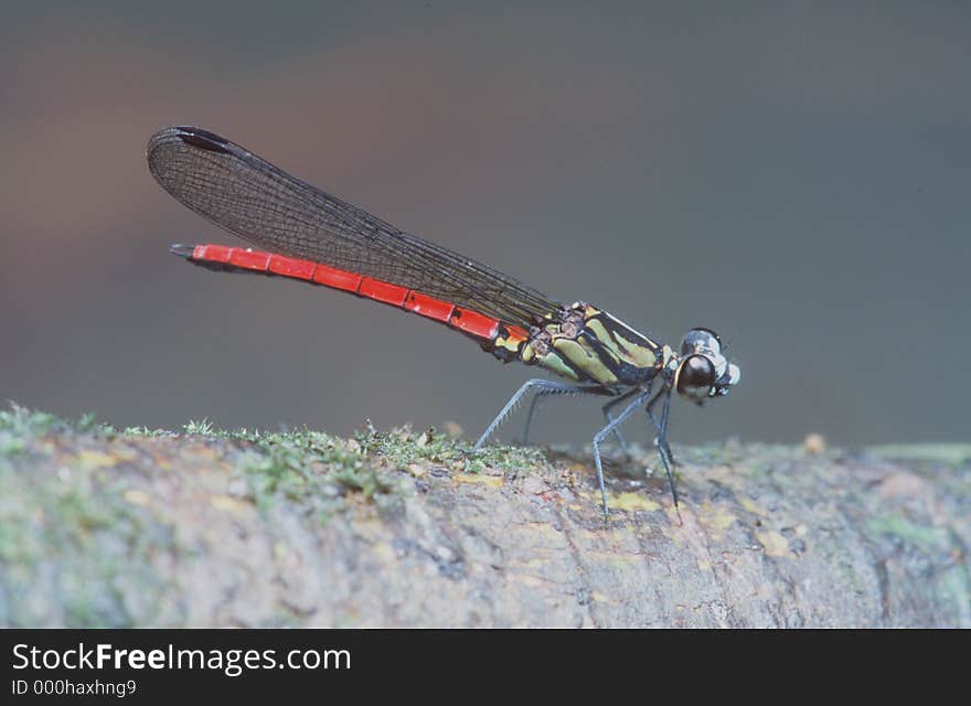 Red rainforest damselfly Uganda