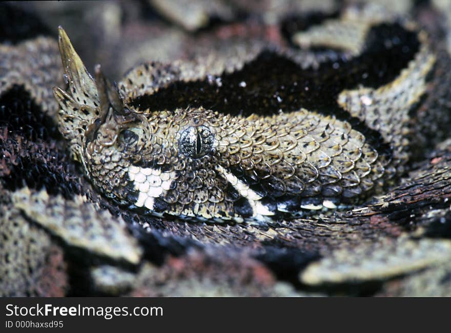 Rhinoceros Viper