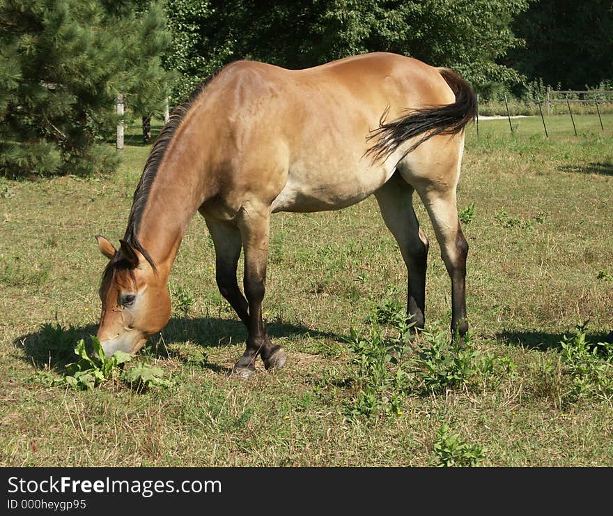 Horse in field. Horse in field