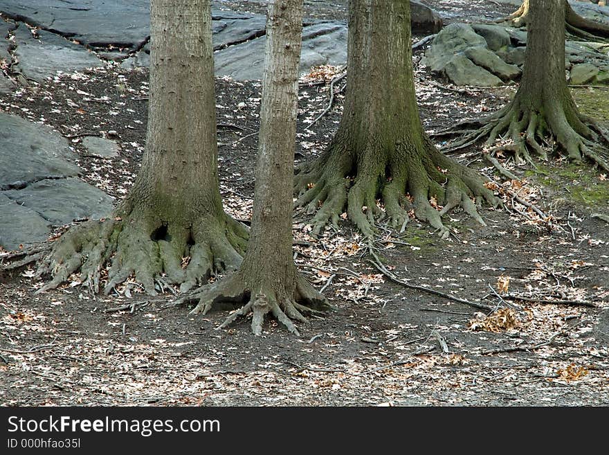 Tree roots in the stone hill