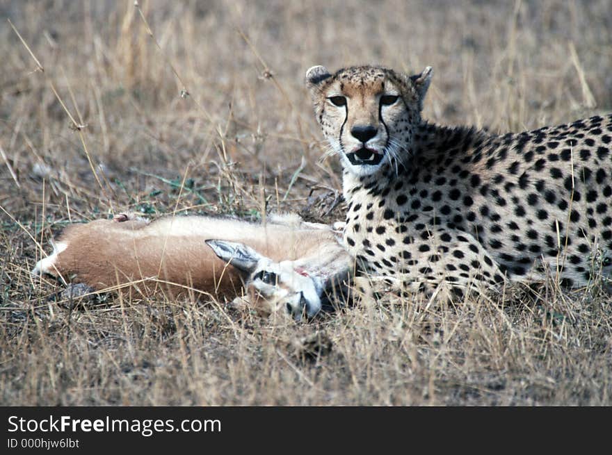 Cheetah at kill