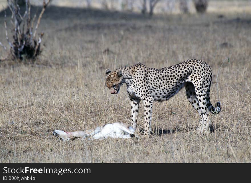 Cheetah bending over its prey