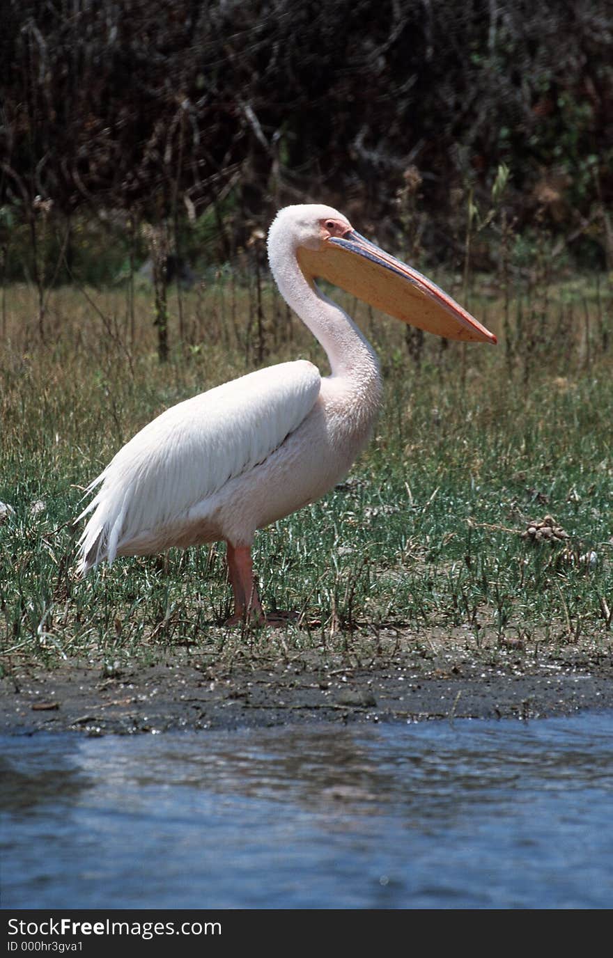 Great white pelican