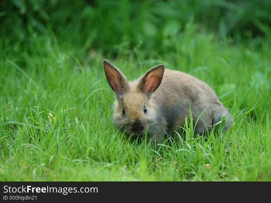 Rabbit On Grass