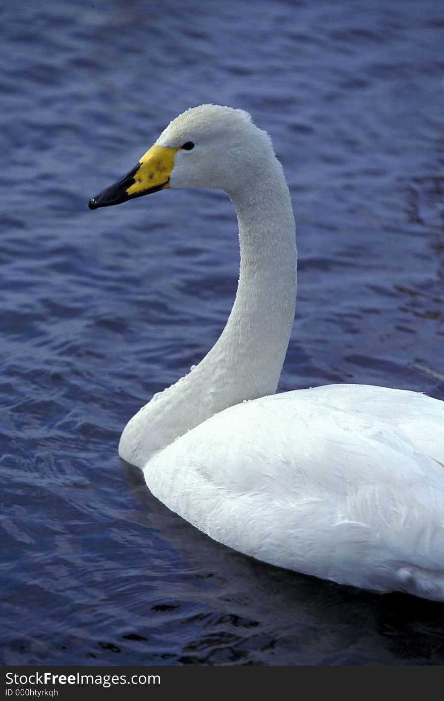 Swan On Lake