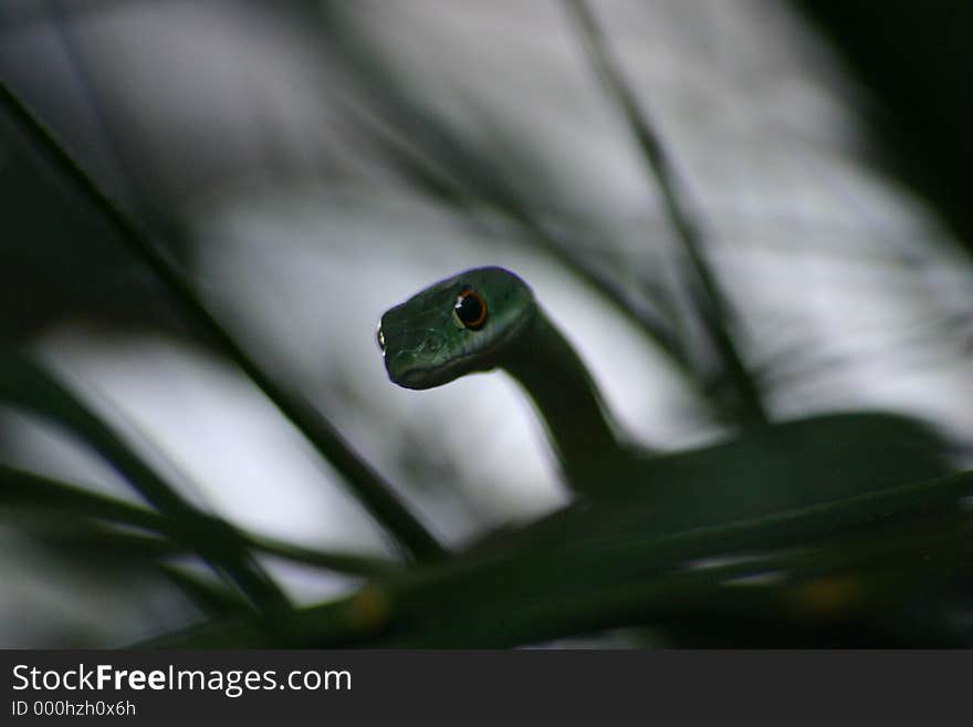 Spotted african bush snake. Spotted african bush snake