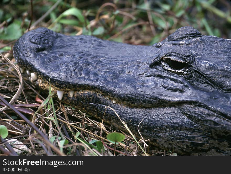 Alligator