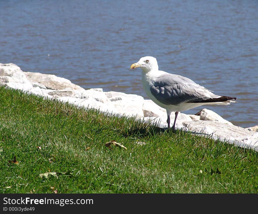 Seagull Eating Lunch