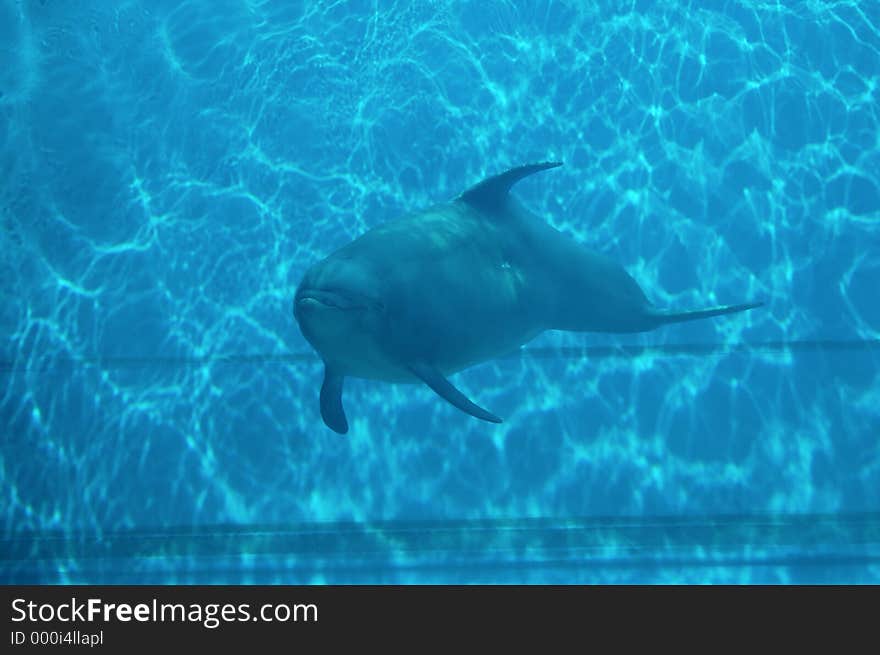 Frontal view of a dolphin. Frontal view of a dolphin