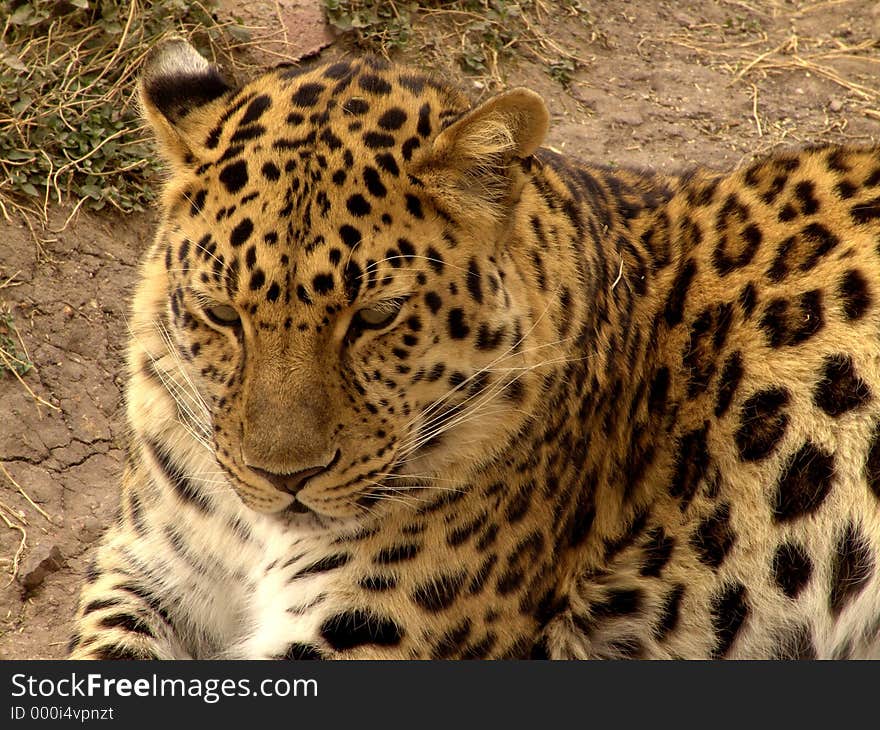 Jaguar left side position close: large, heavily built cat that has a yellowish-brown coat with black spots, found mainly in the dense forests of Central and South America. [Panthera onca.]