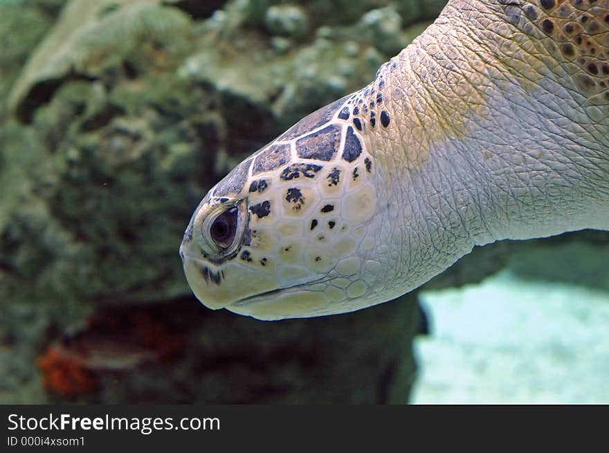 Closeup of a sea turtle. Closeup of a sea turtle