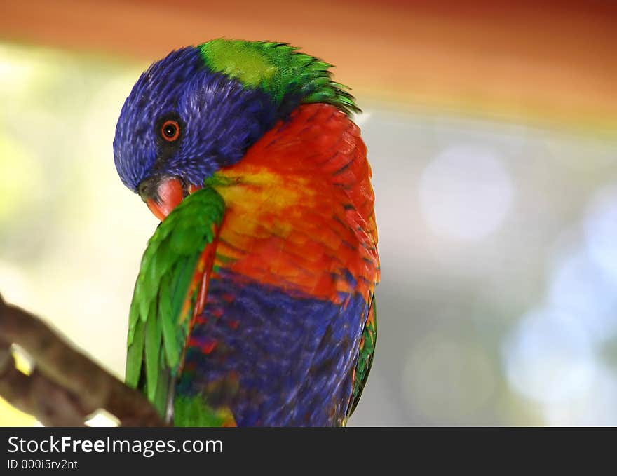 Richly coloured lorikeet preening. Richly coloured lorikeet preening.