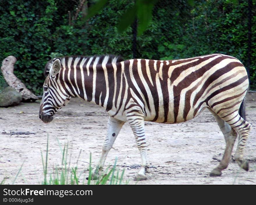 The Zebra Walk