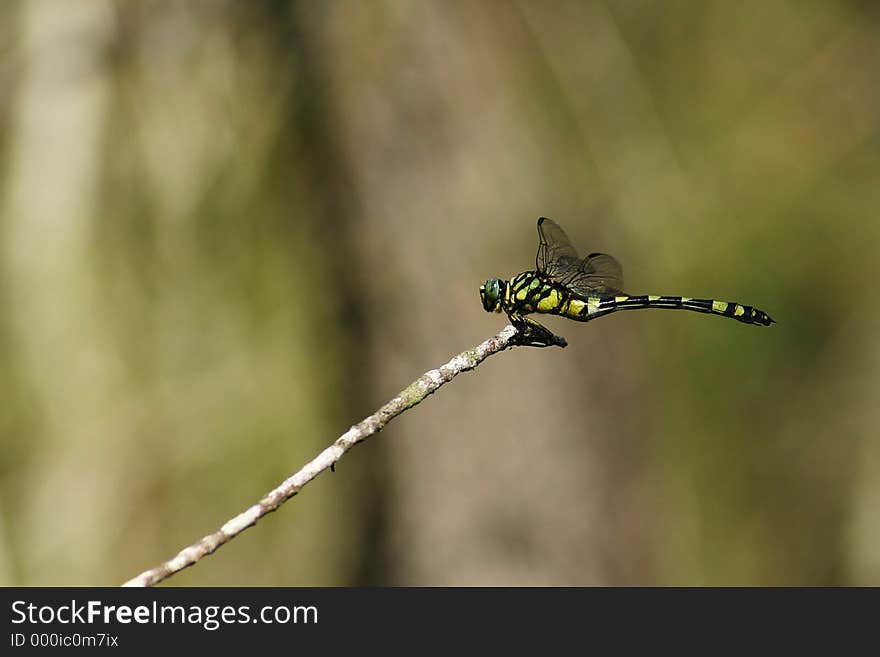 Dragonfly resting on a twig!