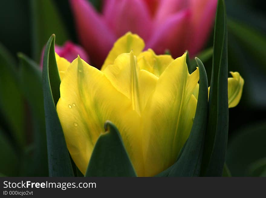 Yellow Tulip